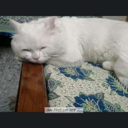 Photo 1/1 Simba Chat perdu à Rawalpindi