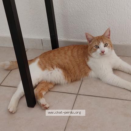 Photo 1/1 Doudou Chat perdu à Alissas