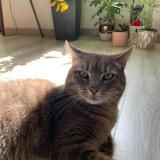 Photo de chat perdu à Yenne