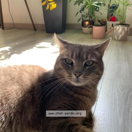 Photo 1/1 Neutron Chat perdu à Yenne