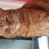 Photo de chat perdu à Helesmes