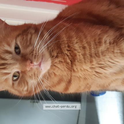 Photo 1/1 Mexicain Chat perdu à Helesmes