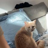 Photo de chat perdu à Pouillenay