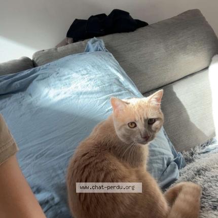 Photo 1/1 Arès Chat perdu à Pouillenay