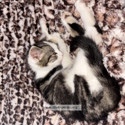 Photo 1/1 Akylia Chat perdu à Crecy la chapelle