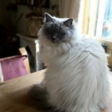 Photo de chat perdu à Ile Rousse