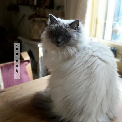 Photo 1/1 Blue Moon Chat perdu à Ile rousse