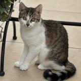 Photo de chat perdu à Marseille