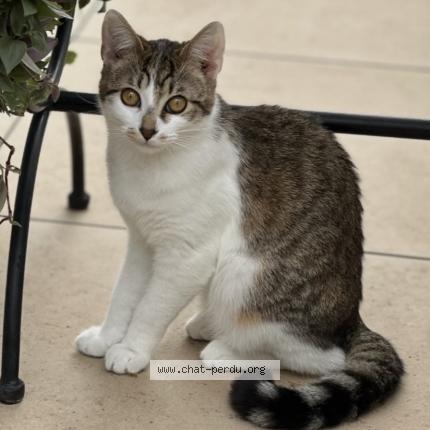 Photo 1/1 Docinho Chat perdu à Marseille