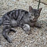 Photo de chat perdu à Thouars 79100