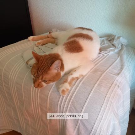 Photo de chat perdu à Saint Maur Des Fosses