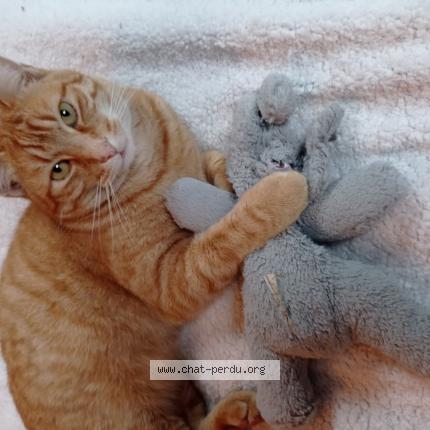 Photo 1/1 Chat retrouvé Perdu à Colfontaine