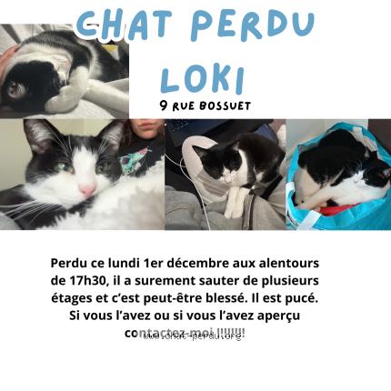 Photo 1/1 Loki Chat perdu à Saint ave