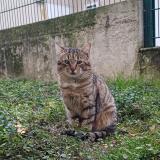 Photo de chat trouvé à Bonneuil Sur Marne