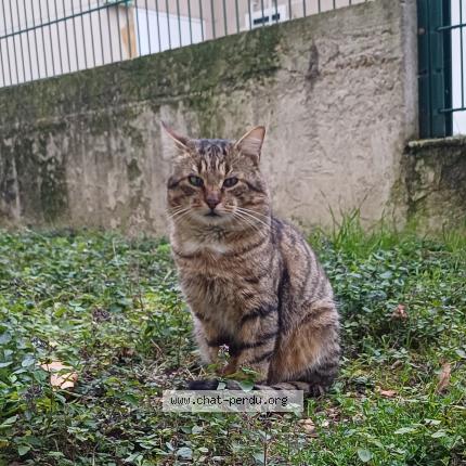 Photo 1/1 Chat trouvé Trouvé à Bonneuil sur marne