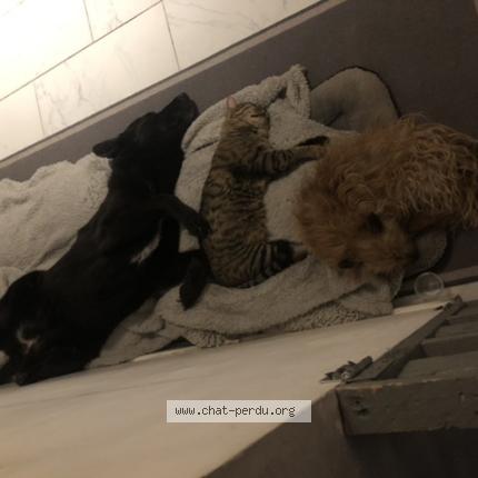 Photo 1/1 Mimiu Chat perdu à Briatexte