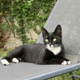 Photo de chat perdu à Sainte Savine