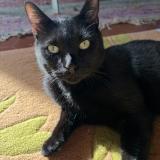 Photo de chat perdu à Gradignan