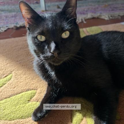 Photo 1/1 Ivar Chat perdu à Gradignan