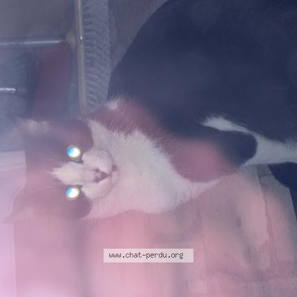 Photo 1/1 Chat trouvé Trouvé à La courneuve