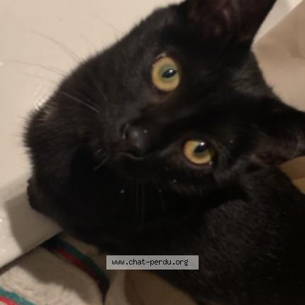 Photo 1/1 Zoro Chat perdu à Annecy