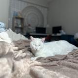 Photo de chat perdu à Villefontaine