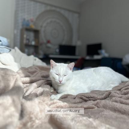 Photo 1/1 Simba Chat perdu à Villefontaine