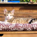 Photo de chat perdu à Saix