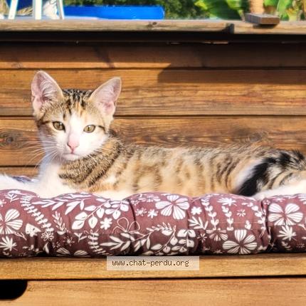 Photo 1/1 Chat retrouvé Perdu à Saix