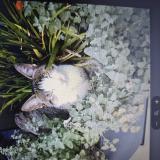 Photo de chat perdu à Le Val