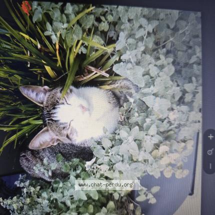 Photo 1/1 Ulysse Chat perdu à Le val