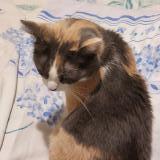 Photo de chat perdu à Hoenheim