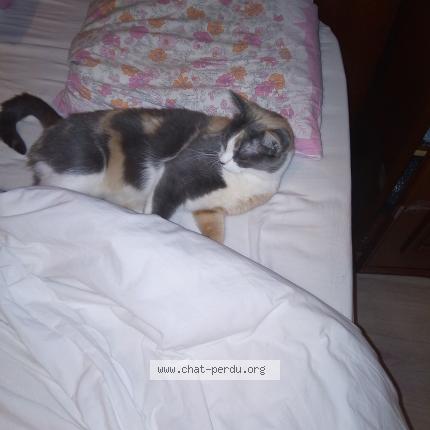 Photo 2/2 MIMINE Chat perdu à Hoenheim