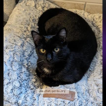 Photo 1/1 Chat retrouvé Perdu à Chateauneuf sur sarthe