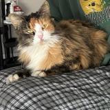 Photo de chat trouvé à Gallatin