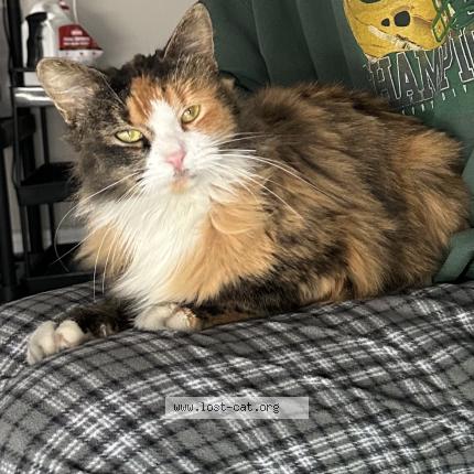 Photo 1/1 Chat trouvé Trouvé à Gallatin