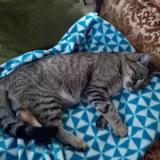 Photo de chat trouvé à Egletons