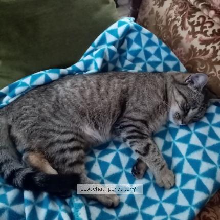 Photo 1/1 Chat trouvé Trouvé à Egletons