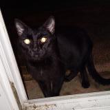 Photo de chat trouvé à Niort