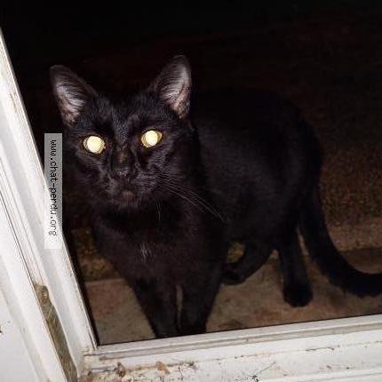 Photo 1/1 Chat trouvé Trouvé à Niort