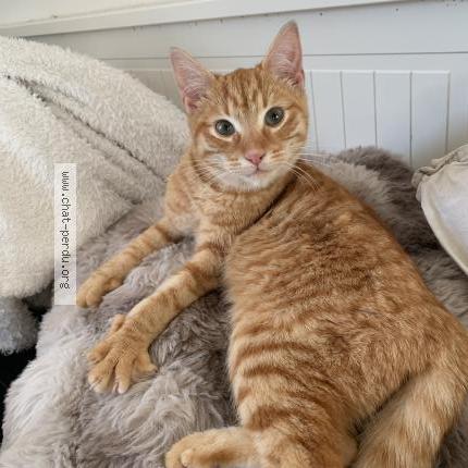 Photo 1/1 Chat trouvé Trouvé à La martyre