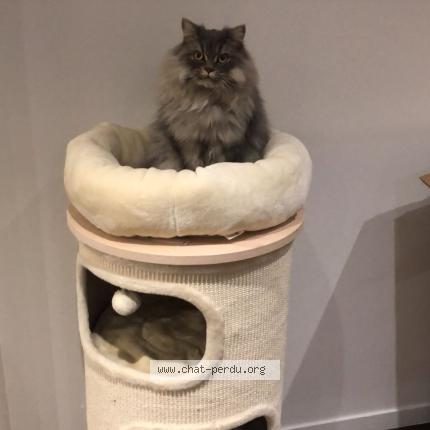 Photo 1/1 Lilou Chat perdu à Ormesson sur marne