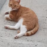 Photo de chat perdu à Begadan