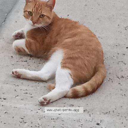 Photo 1/1 Plume Chat perdu à Begadan