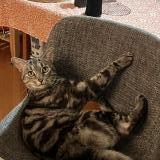 Photo de chat perdu à Sherbrooke