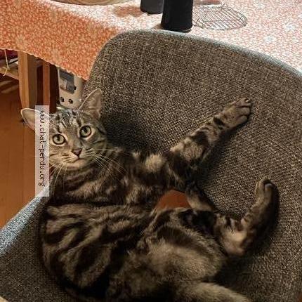 Photo 1/1 Nemo Chat perdu à Sherbrooke