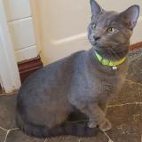 Photo de chat perdu à Ottumwa