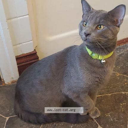 Photo 1/1 Asher Chat perdu à Ottumwa