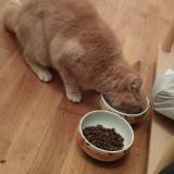 Photo de chat trouvé à Perouges