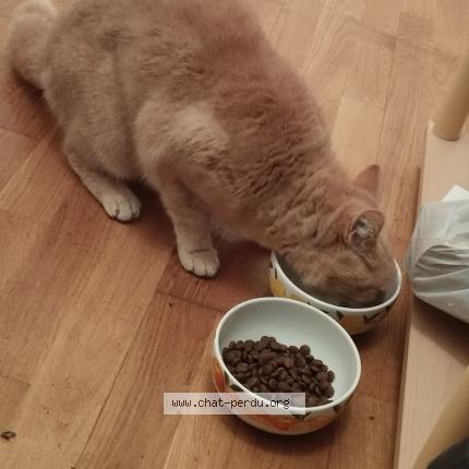 Photo 1/1 Chat retrouvé Trouvé à Perouges